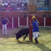 foto de los novillos